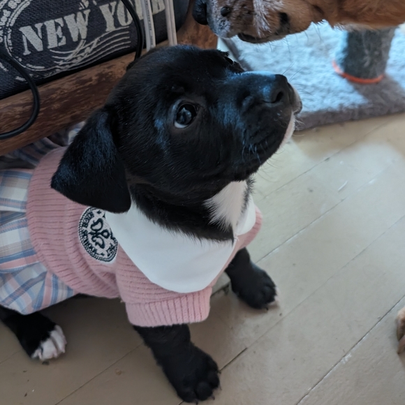 XSmall Dog Dress Preppy School Girl Anime Posh Prep - Picture 7 of 9